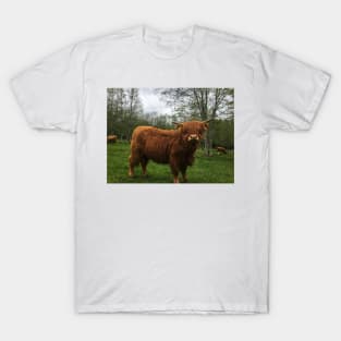 Scottish Highland Cattle Calf 2006 T-Shirt